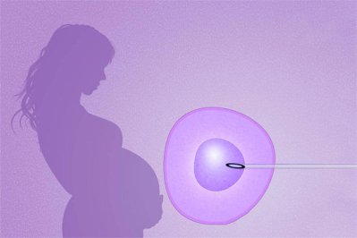 ��̥��ֲ�����Ŵ�����ʲô������